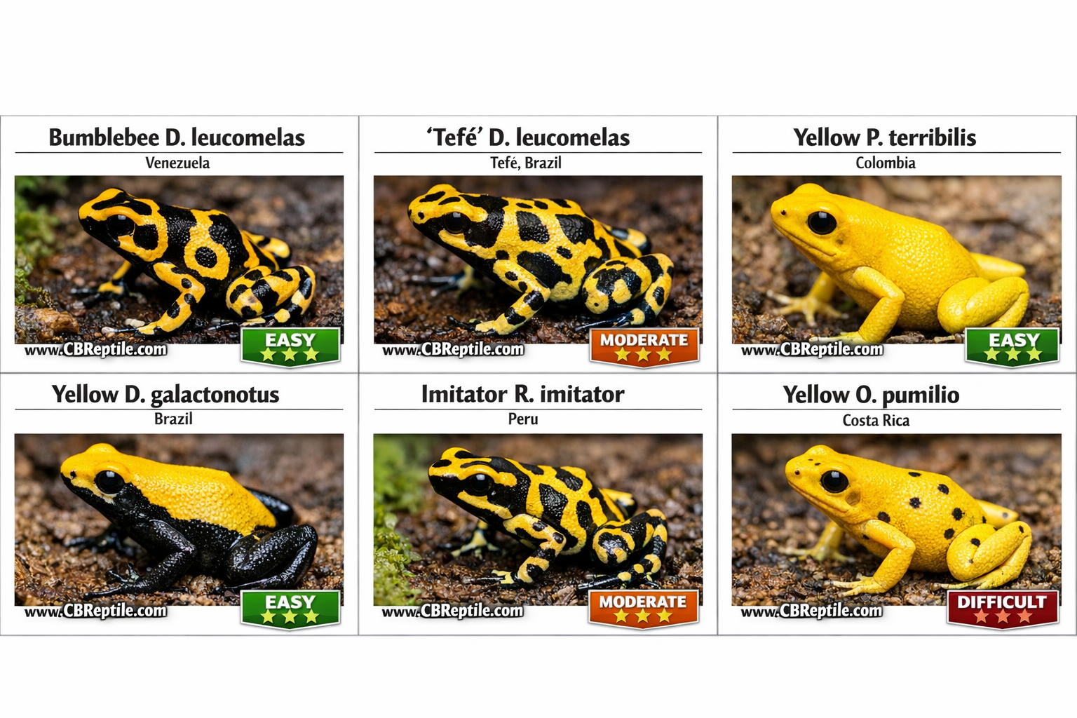 poison dart frog morphs