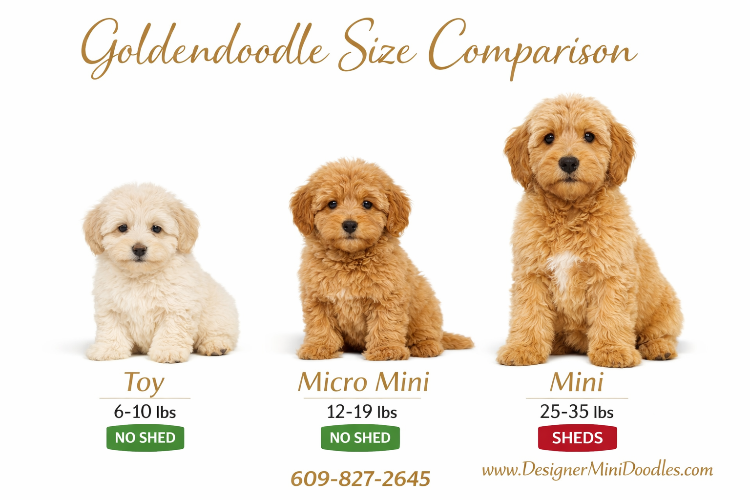 () editorial infographic showing three goldendoodle size comparisons side by side: Toy (6-10 lbs) fluffy cream puppy, Micro