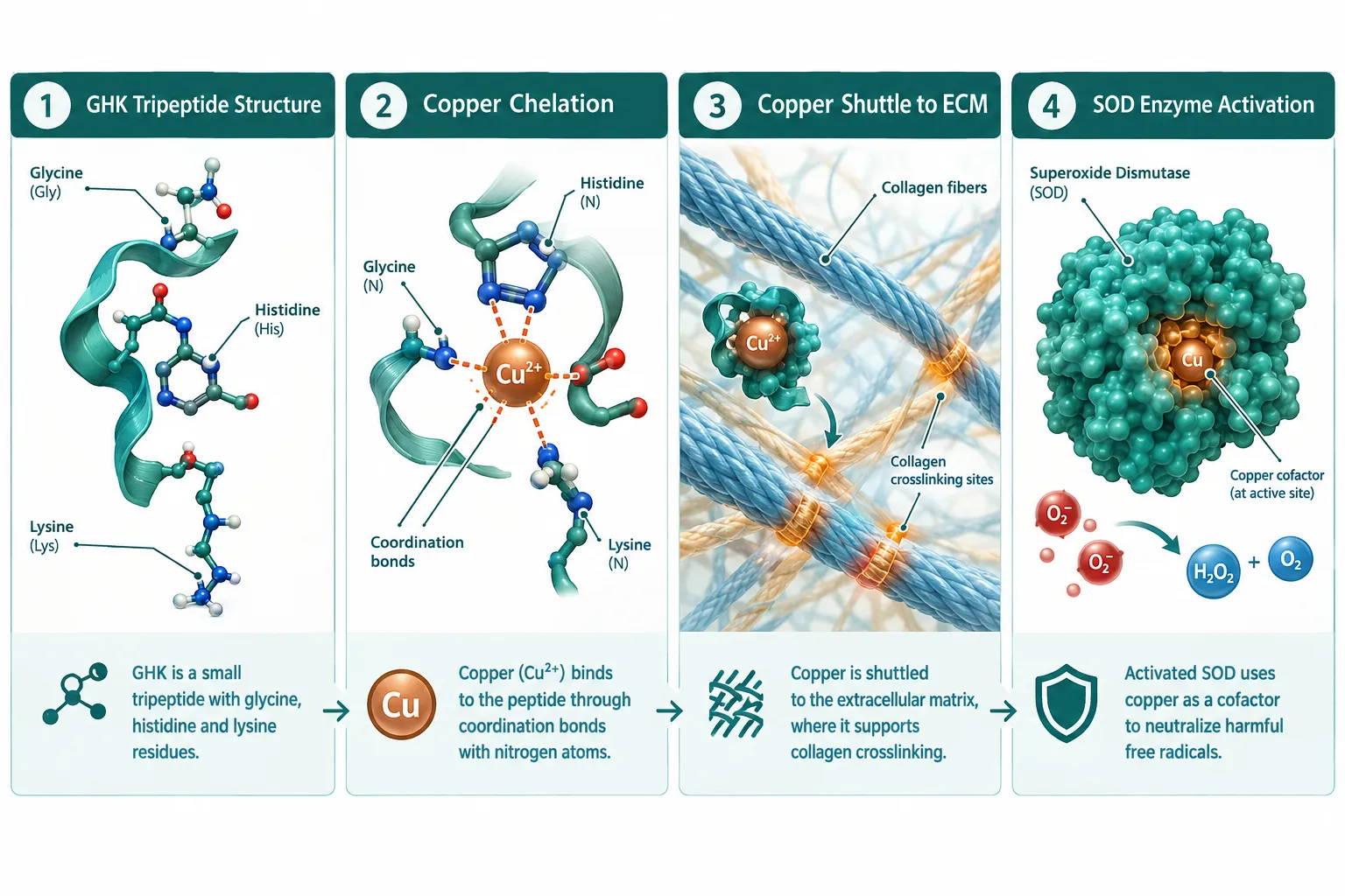 Copper Availability: The Variable Most Researchers Underestimate