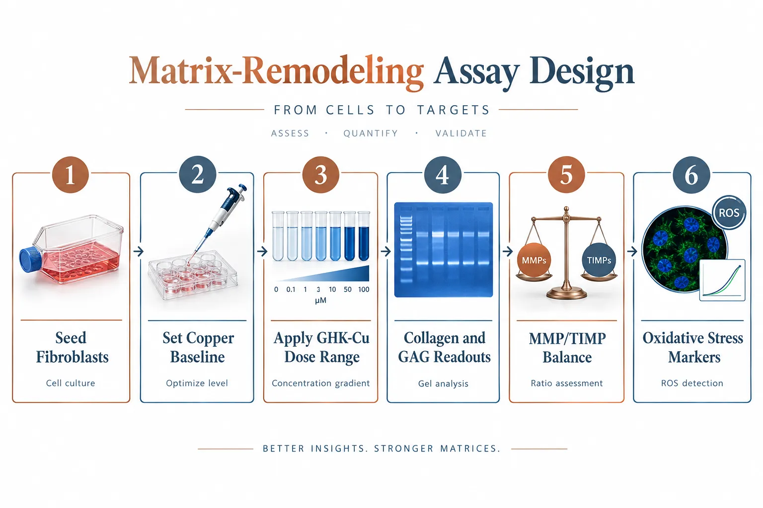 Matrix-Remodeling Assay Design: Endpoints, Controls, and Interpretation