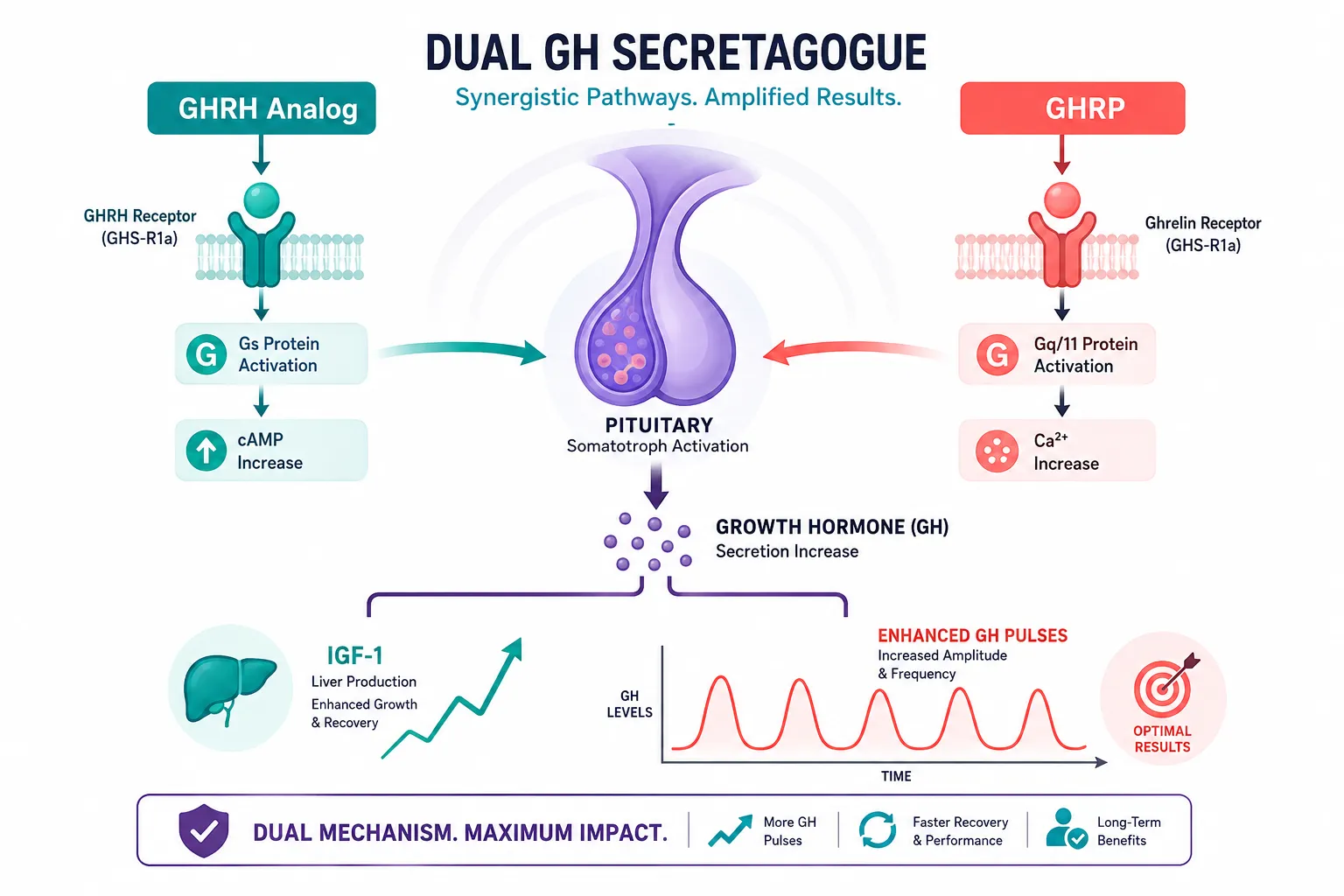 Flat-vector infographic landscape () showing dual GH secretagogue mechanism diagram: two molecular pathway arrows labeled
