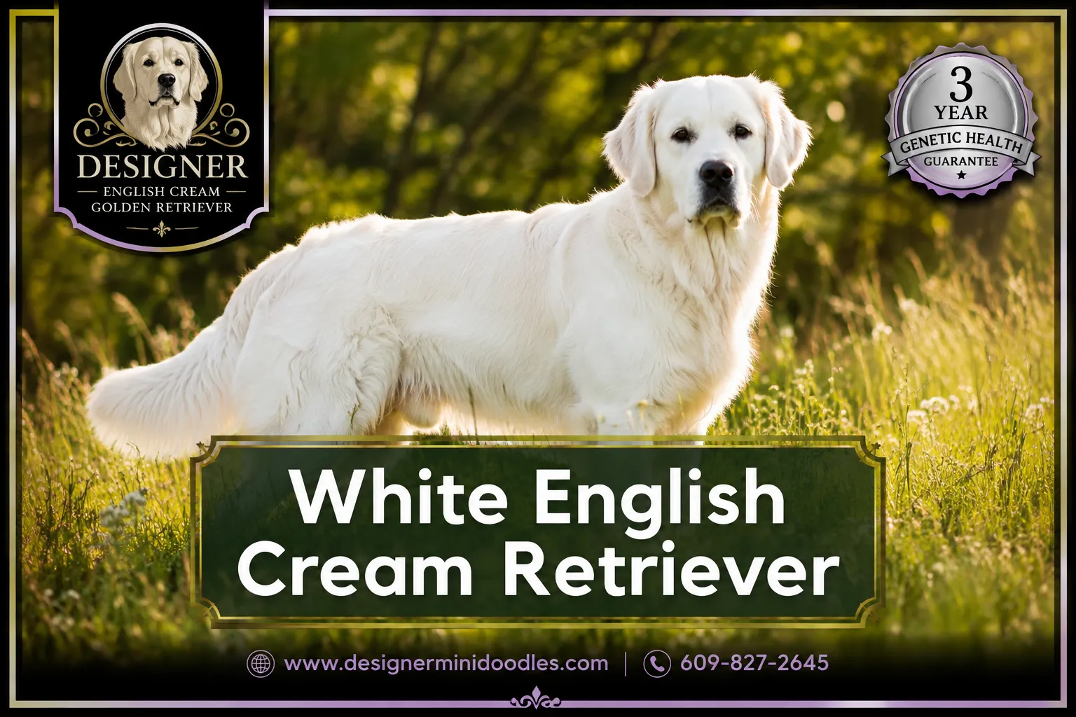 white english cream retriever