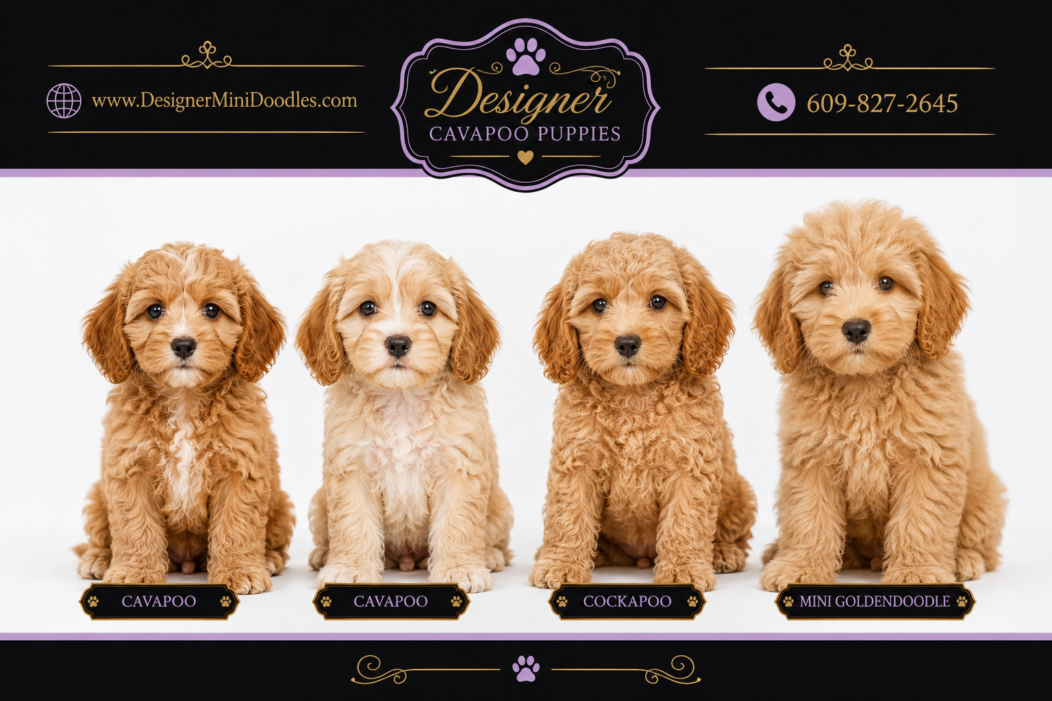 Cavapoo Breeders Near Knoxville, Tennessee