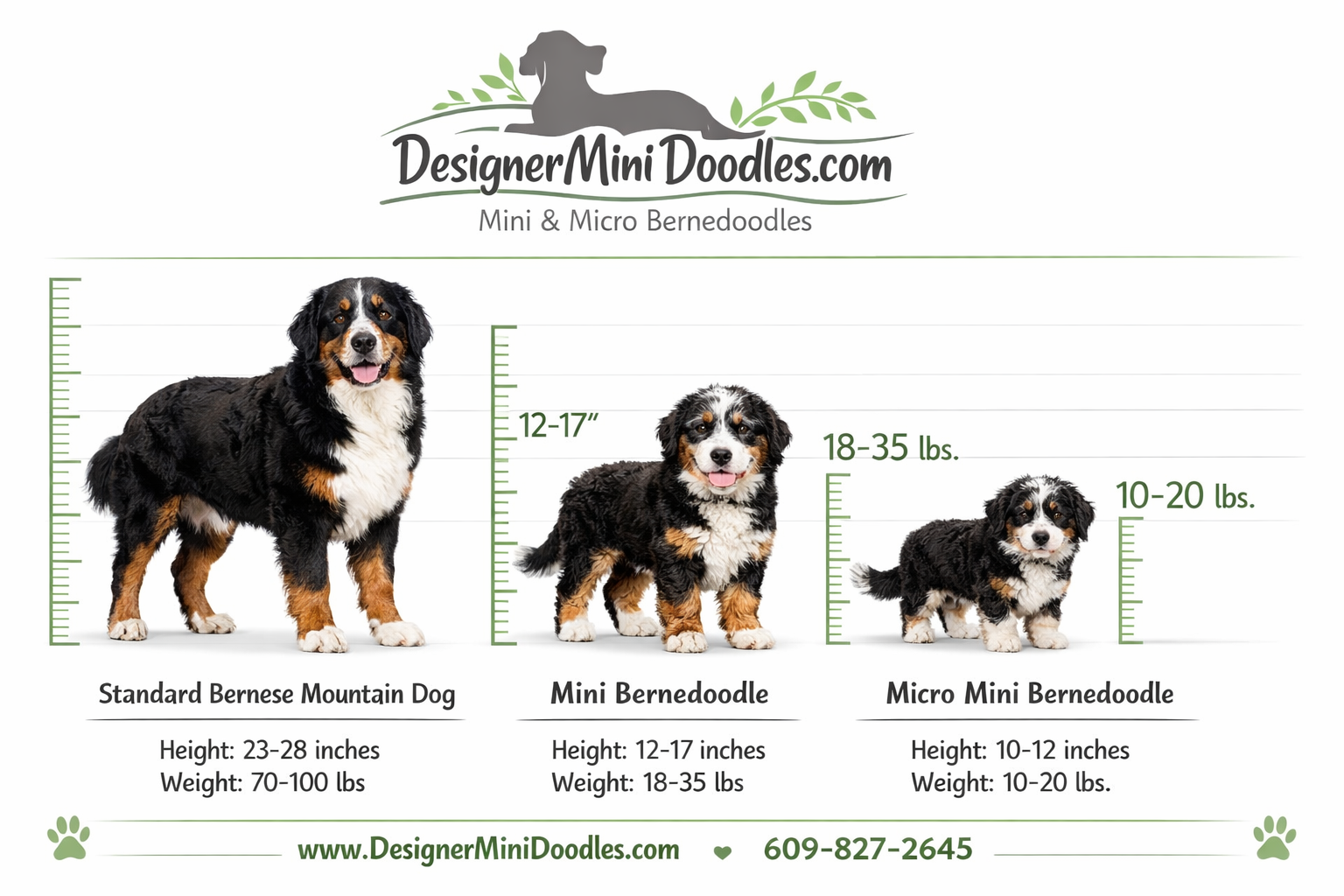 Mini Bernedoodle Size Chart