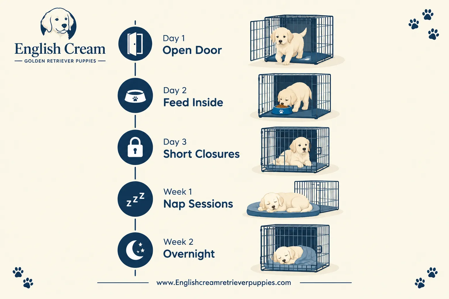 How Long Should You Crate Train an English Cream Golden Retriever Puppy?