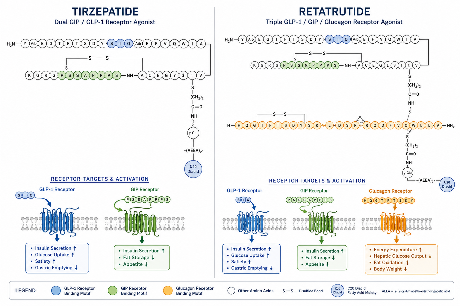 Detailed () scientific infographic illustration showing two molecular peptide structures side by side — a dual-receptor