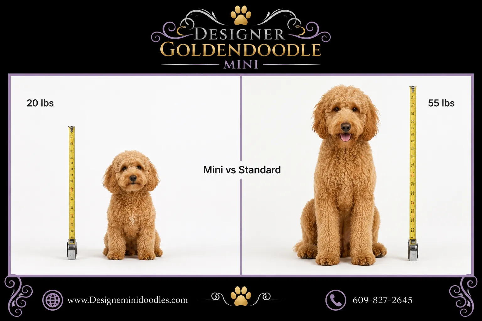 goldendoodle mini Tennessee