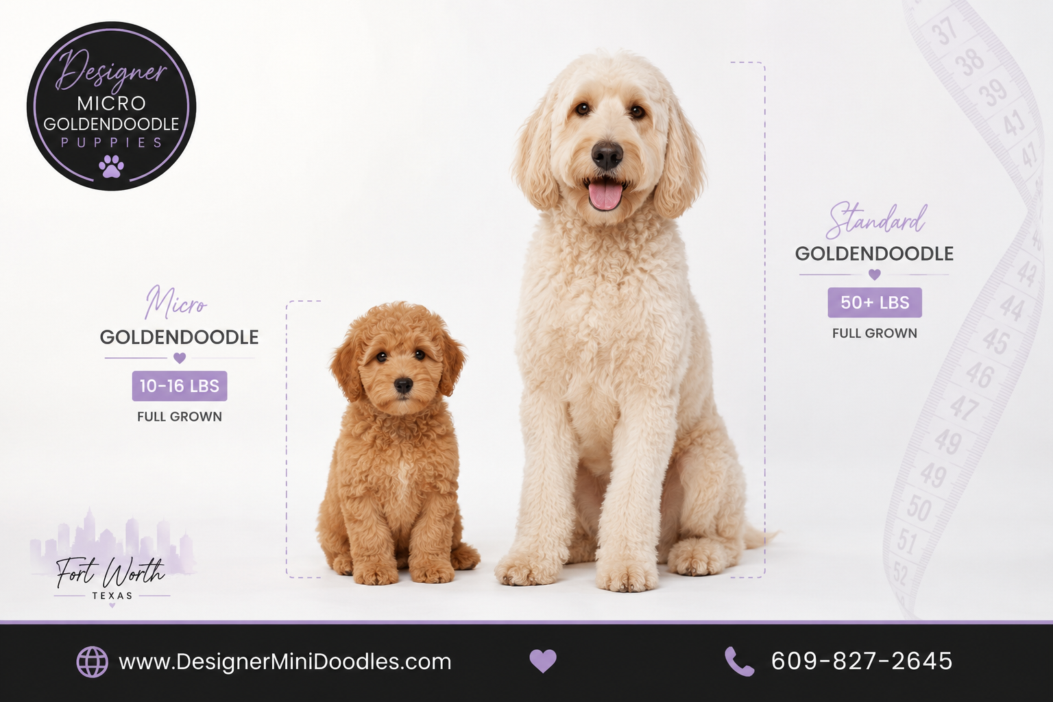 micro golden doodle puppies Fort Worth