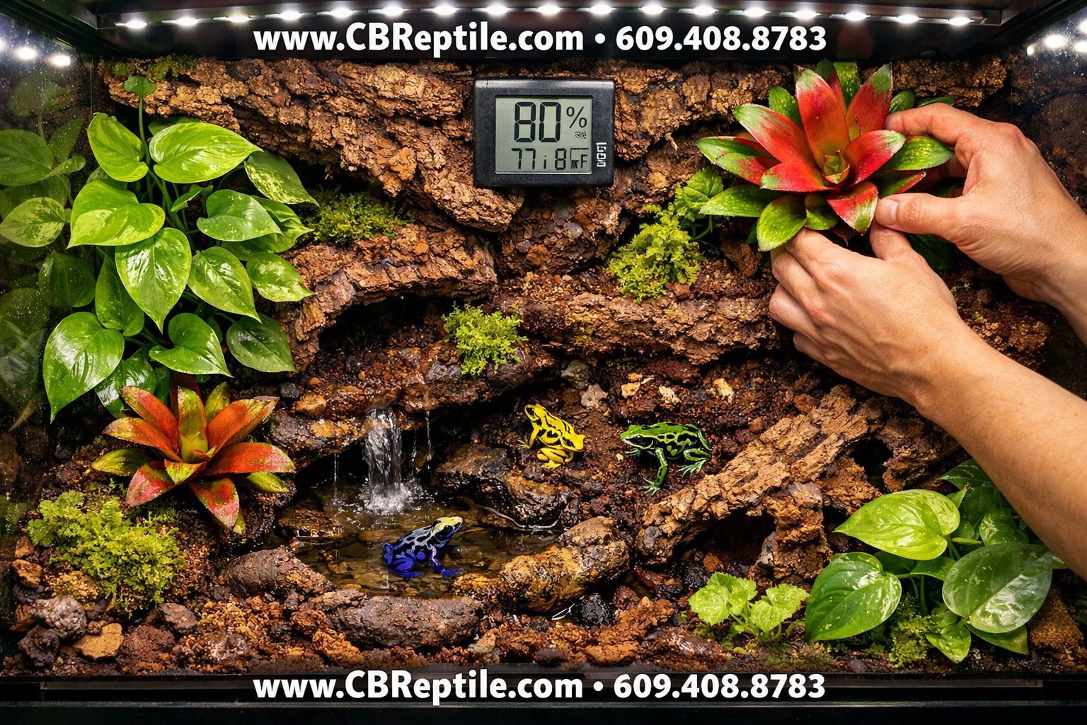 () top-down overhead shot of a beautifully designed poison dart frog vivarium: bioactive substrate layer, cork bark hides,