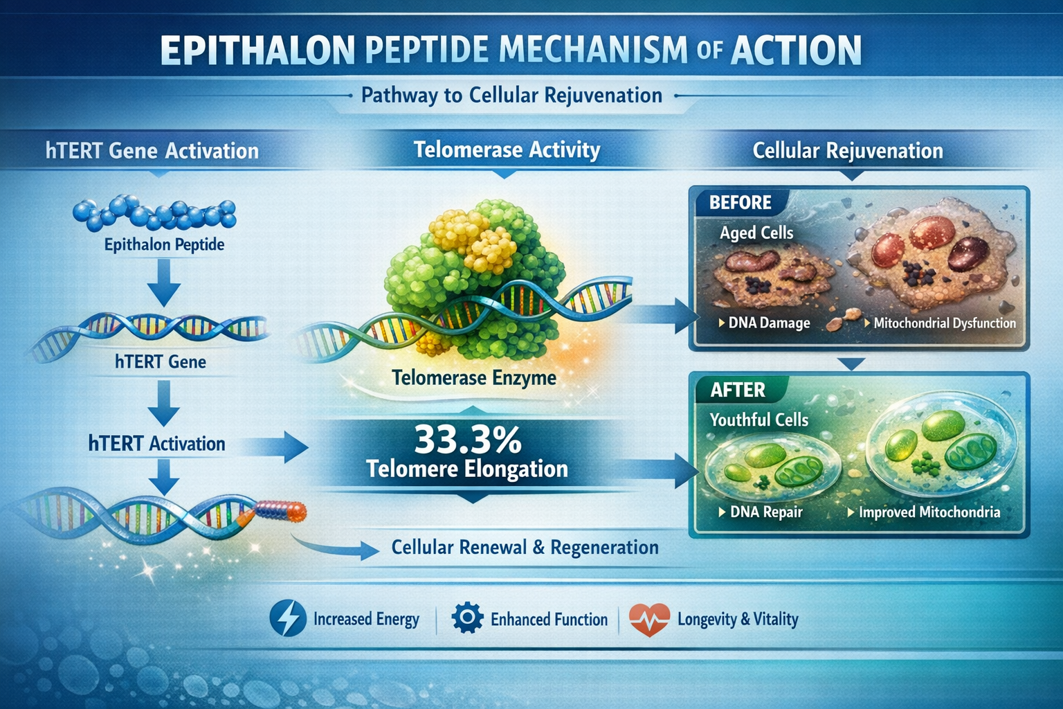 Professional landscape format (1536x1024) infographic displaying epithalon peptide mechanism of action flowchart, showing hTERT gene activat