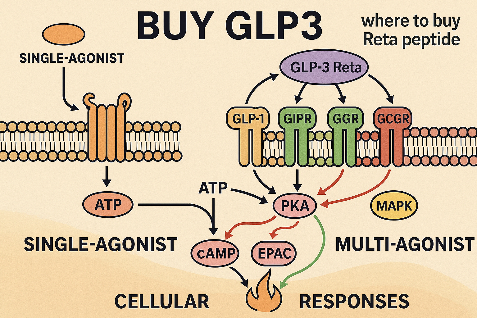 An intricate diagram illustrating the signaling pathways and receptor interactions of multi-agonist peptides like GLP3 Reta, depicting its e