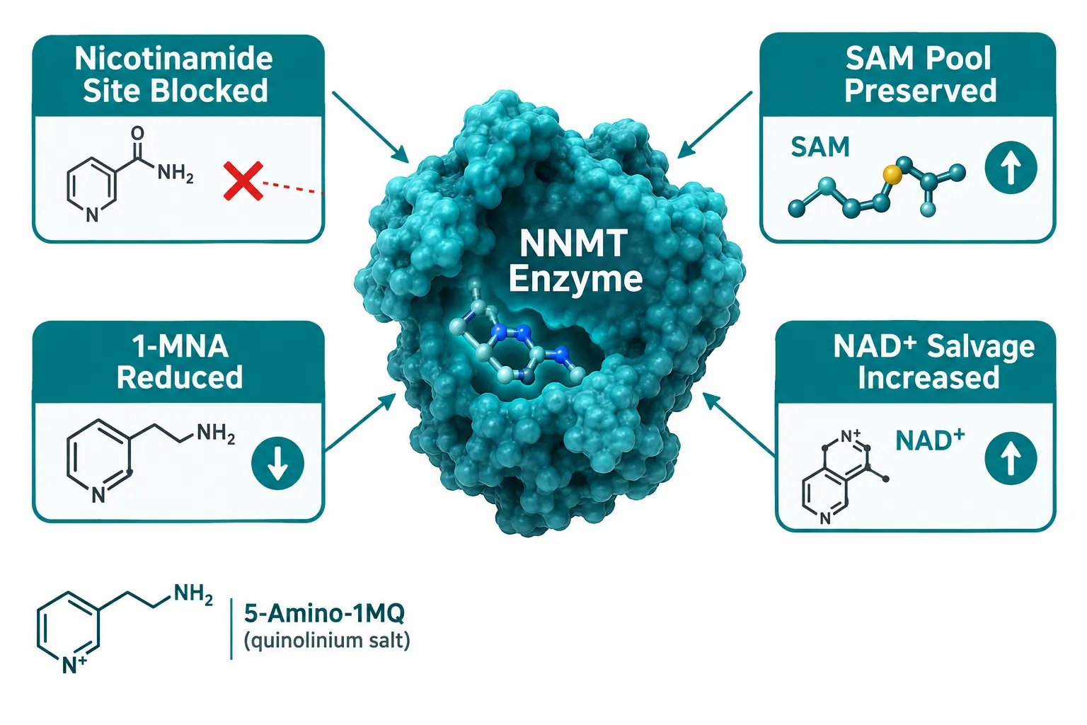 Understanding the NNMT Pathway: The Biochemical Basis of 5-Amino-1MQ Assays