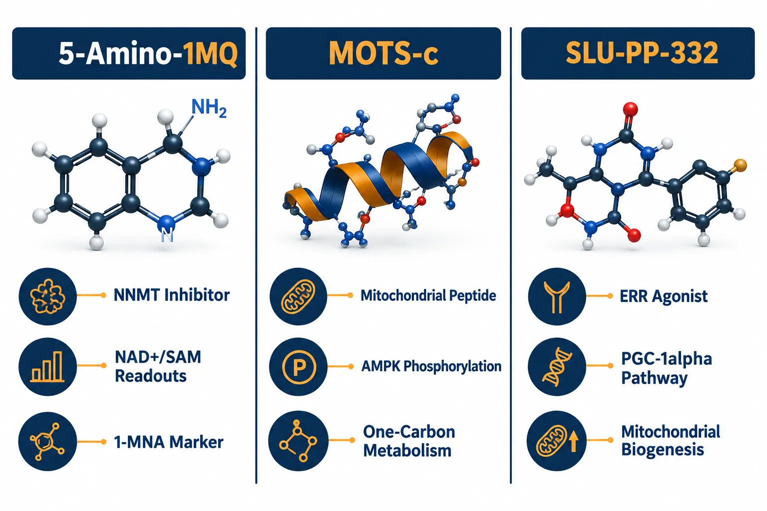 Mapping the Mechanistic Differences: MOTS-c and SLU-PP-332 Versus NNMT Inhibition