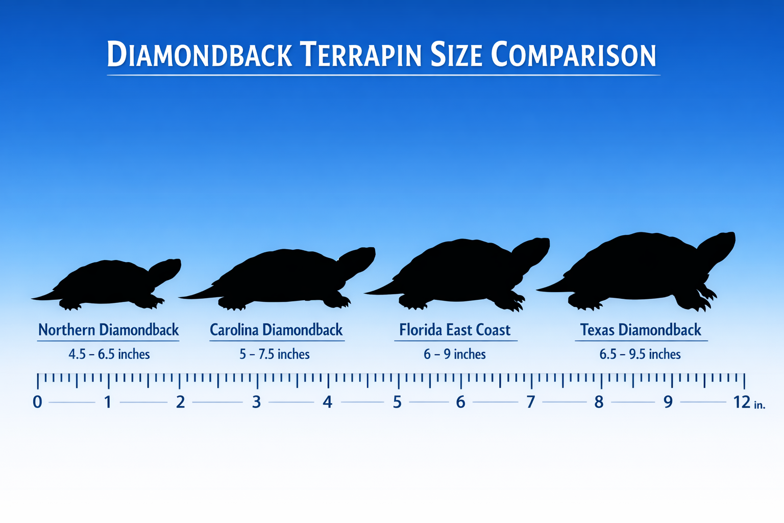 Educational infographic showing diamondback terrapin size comparison chart with silhouettes of different subspecies arranged from smallest t