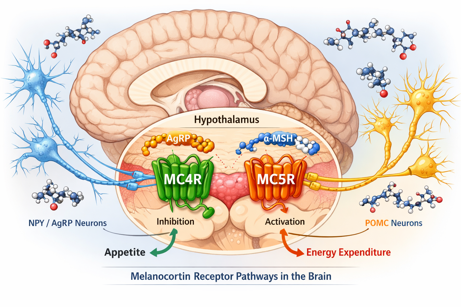 Detailed landscape format (1536x1024) scientific illustration showing melanocortin receptor pathways in the brain, with MC4R and MC5R recept