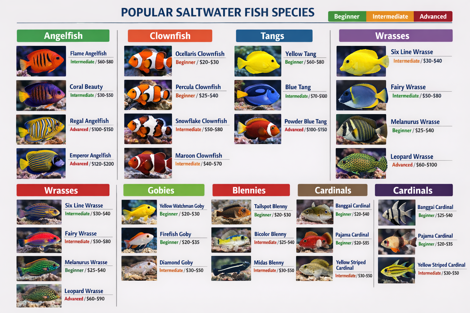 Comprehensive landscape infographic (1536x1024) displaying popular saltwater fish species in organized grid layout. Features high-quality ph