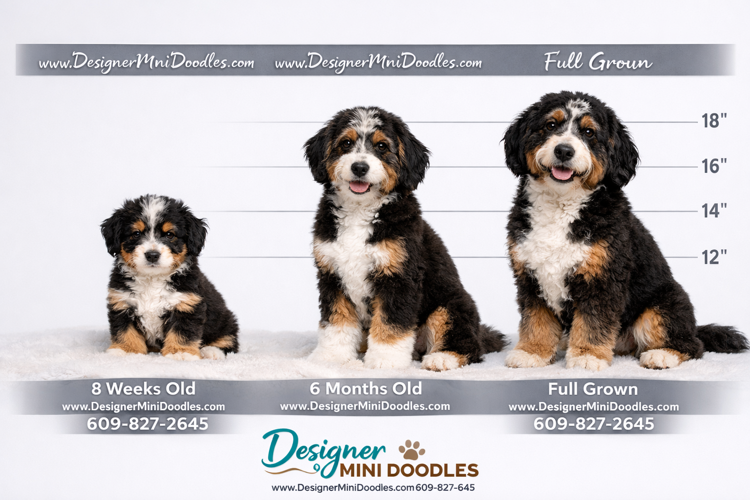 mini bernedoodles for sale Georgia