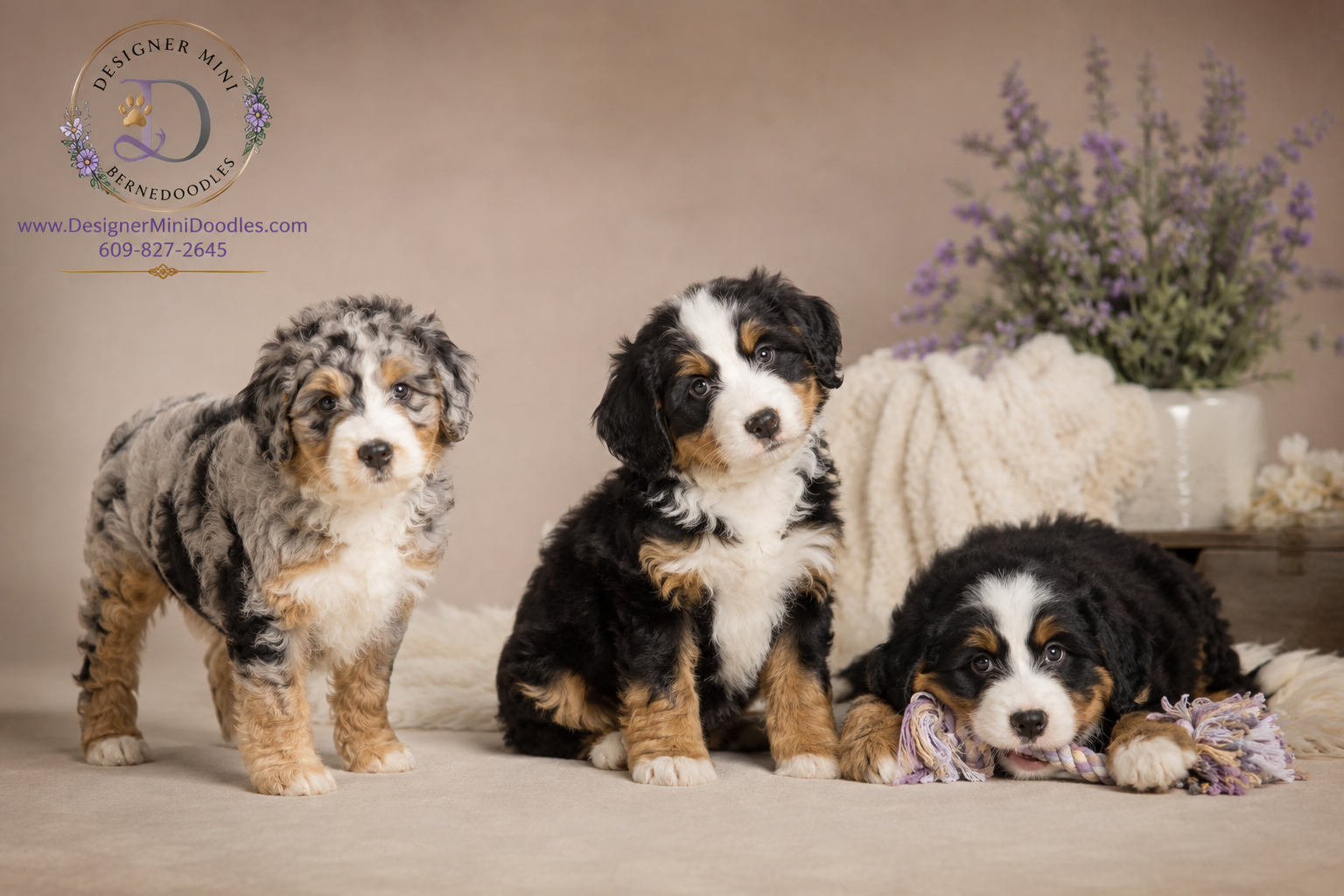 mini bernedoodle price