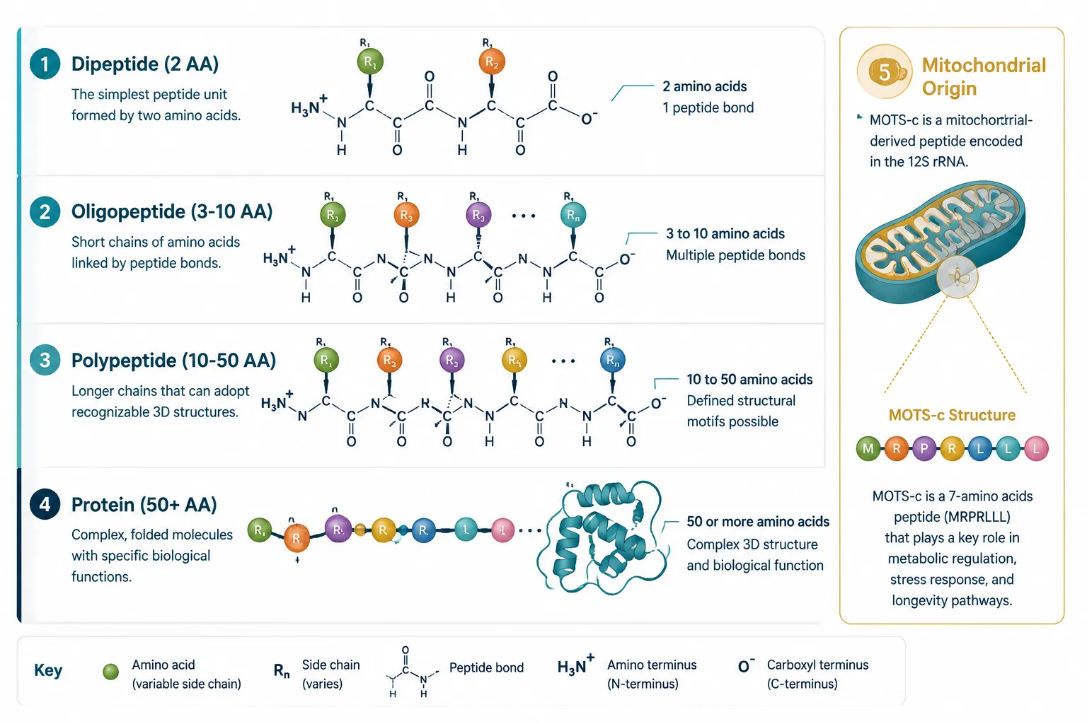 From Dipeptides to Polypeptides: The Classification Framework