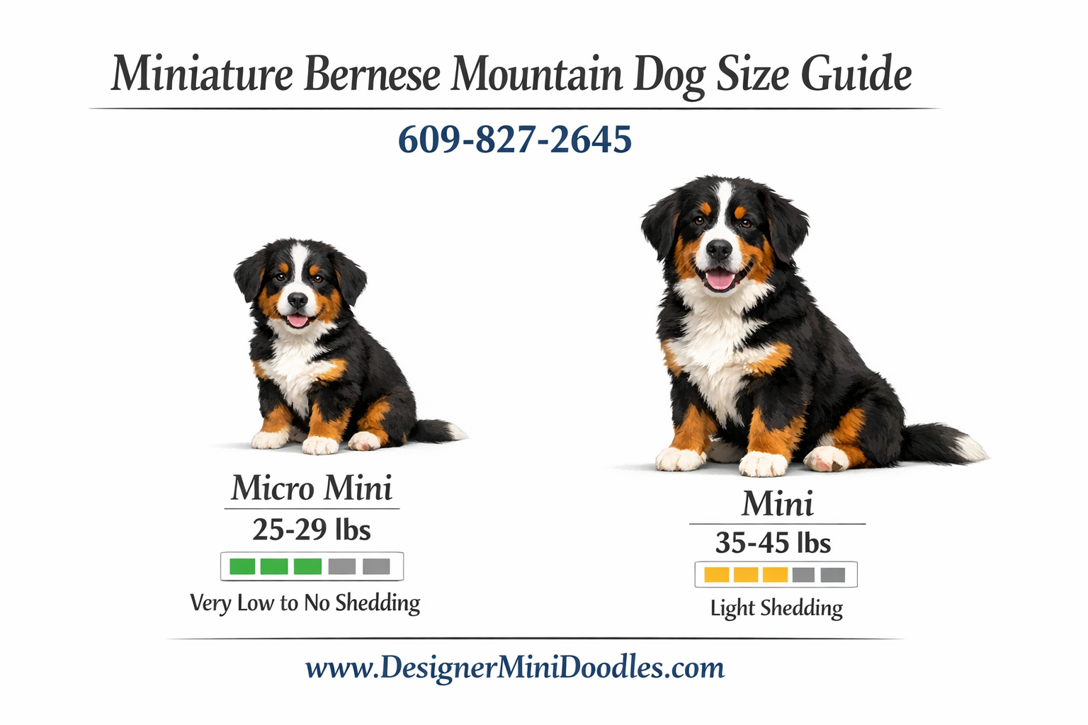 Miniature Bernese Mountain Dog Atlanta