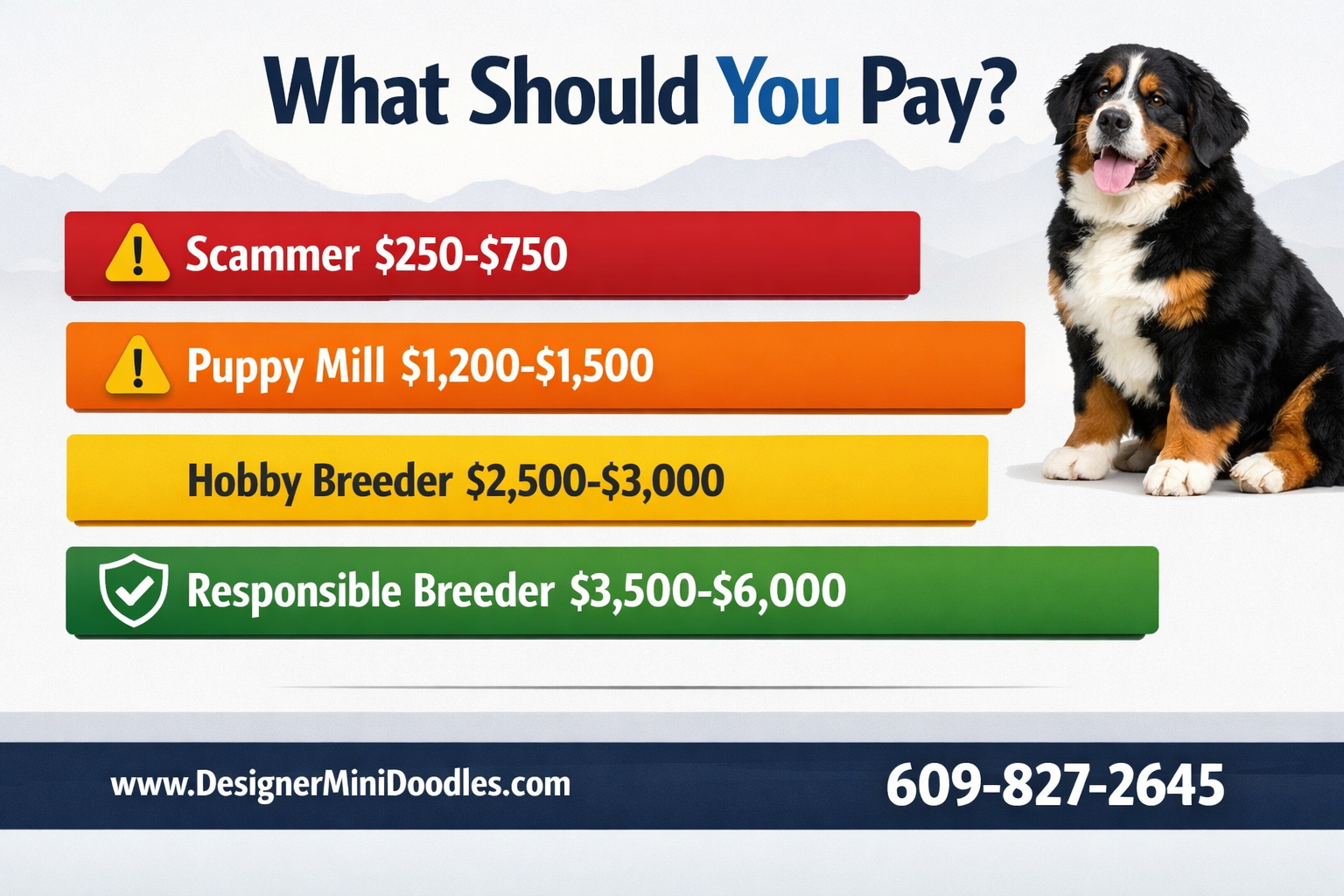 Miniature Bernese Mountain Dog Atlanta
