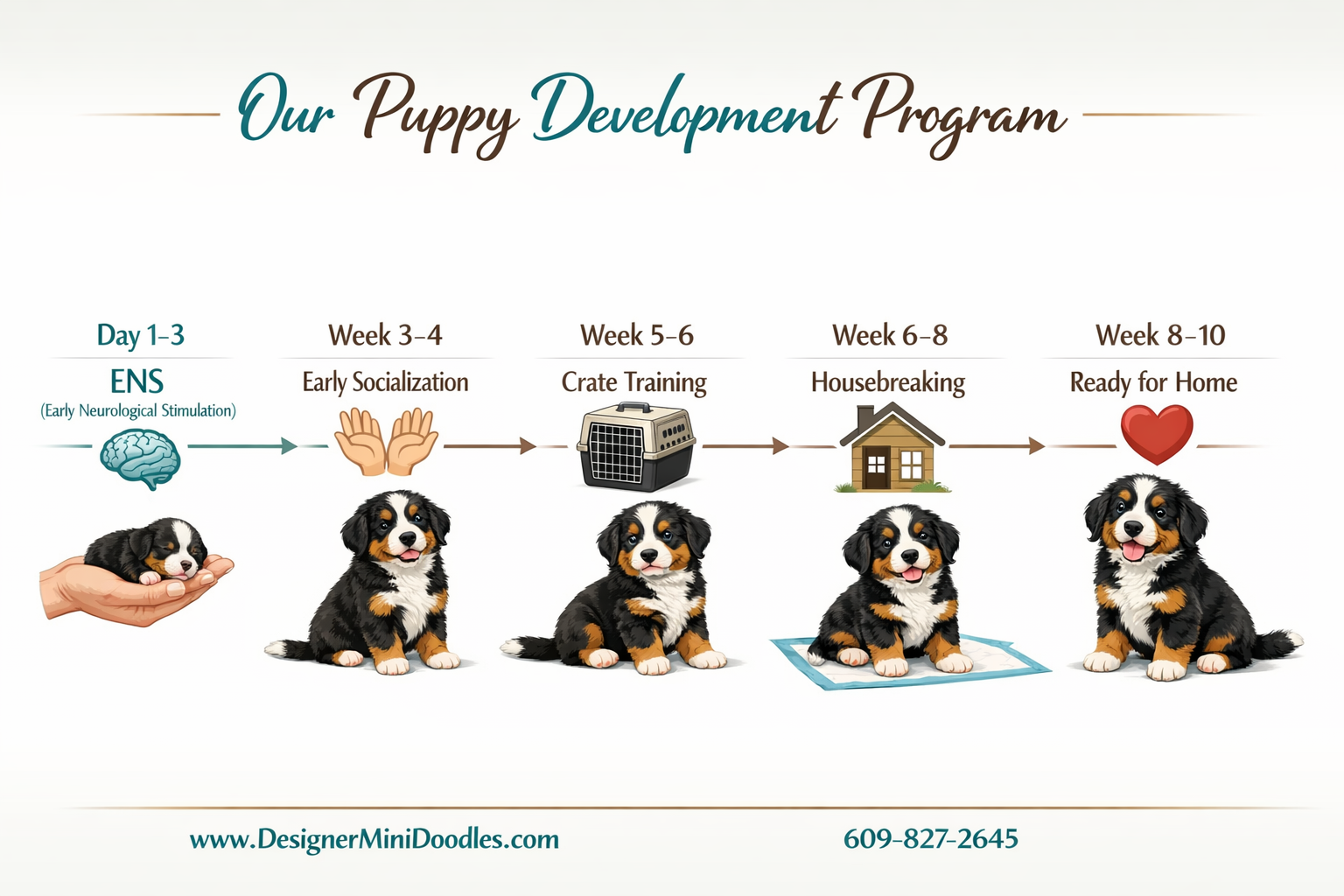 () professional image showing a detailed timeline infographic of the Designer Mini Doodles puppy program from birth to going