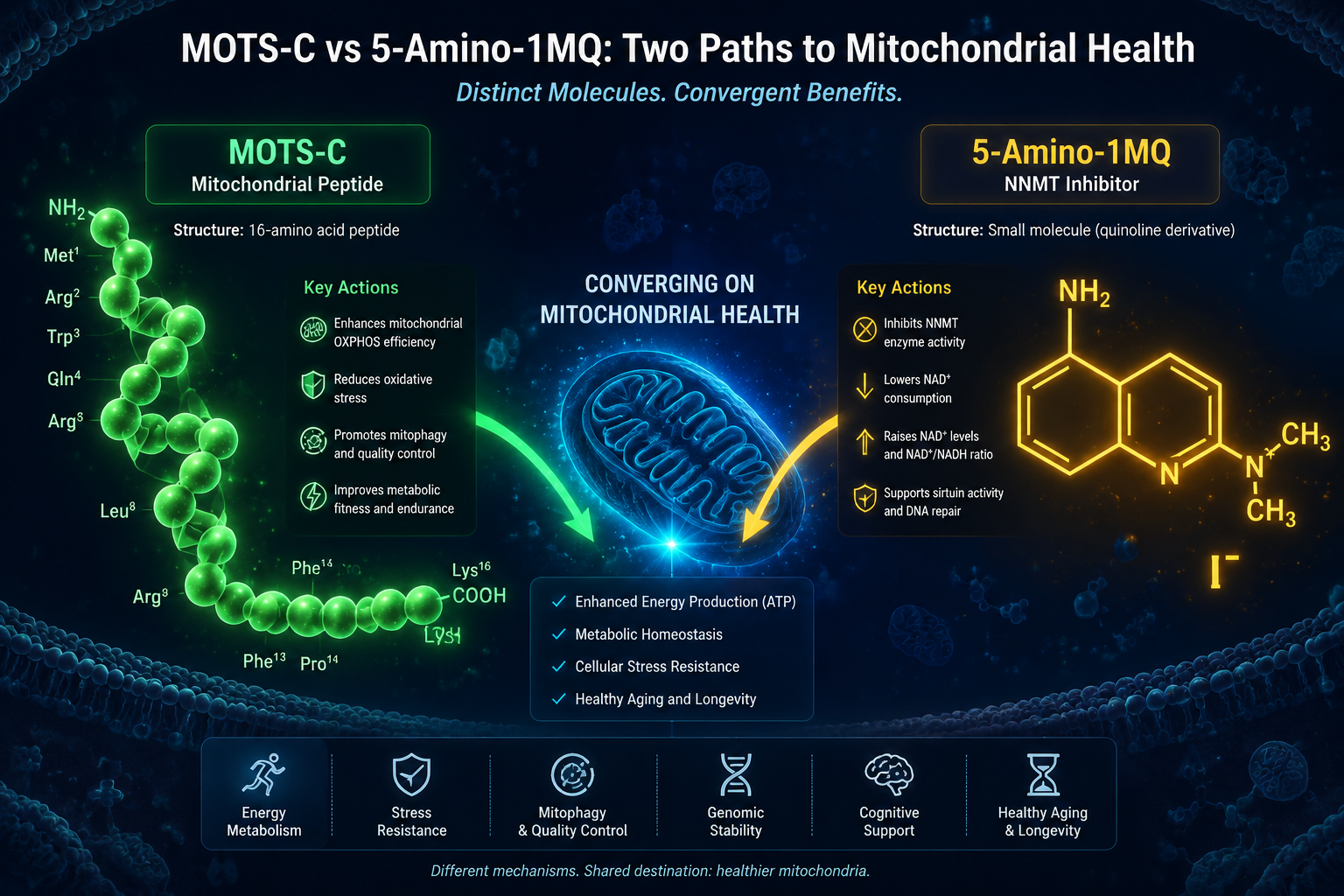 Detailed () scientific infographic illustration showing a side-by-side molecular comparison of MOTS-C peptide (depicted as a