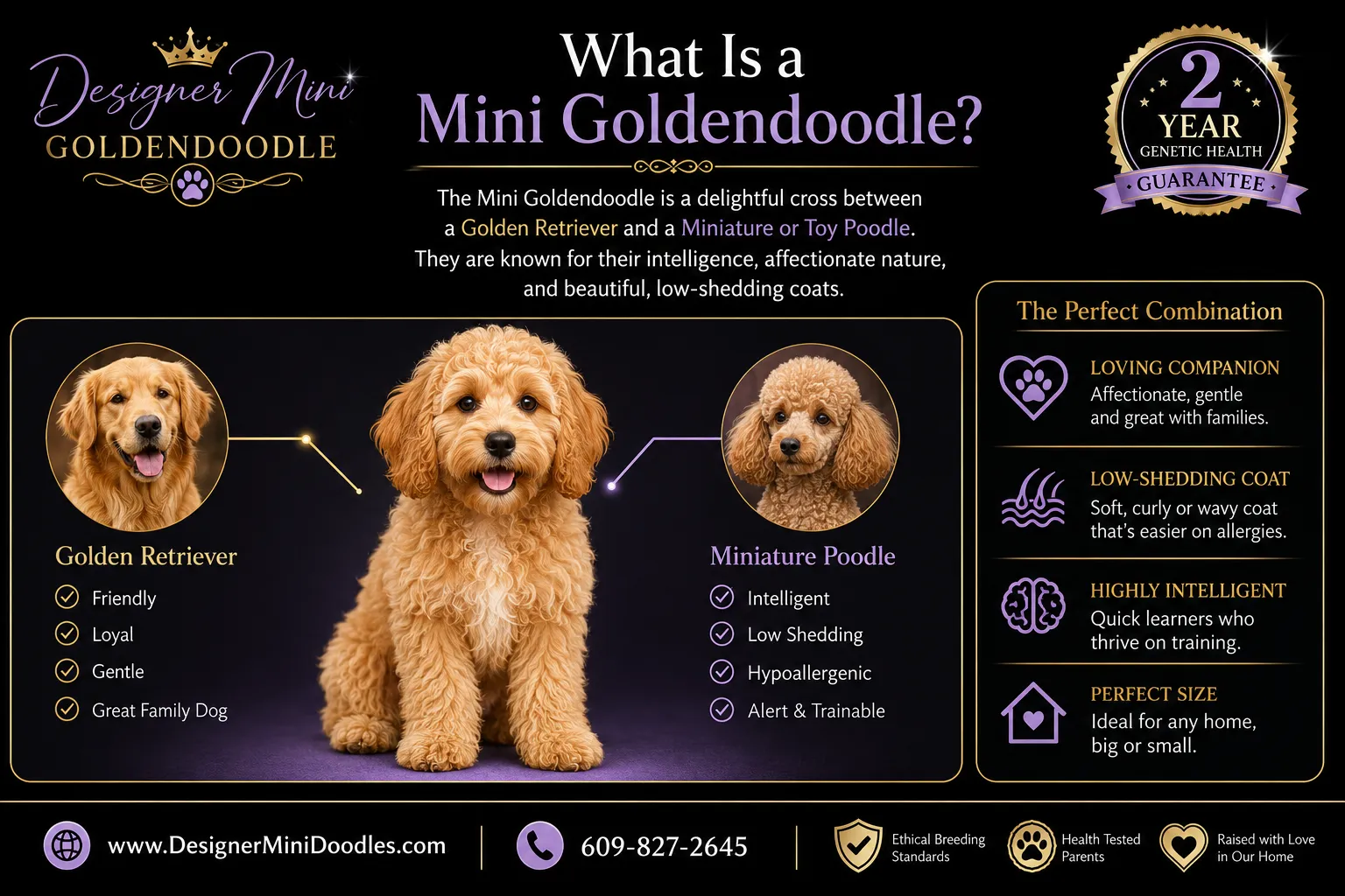 Mini Goldendoodle Breeders in Orlando, Florida: How to Vet One