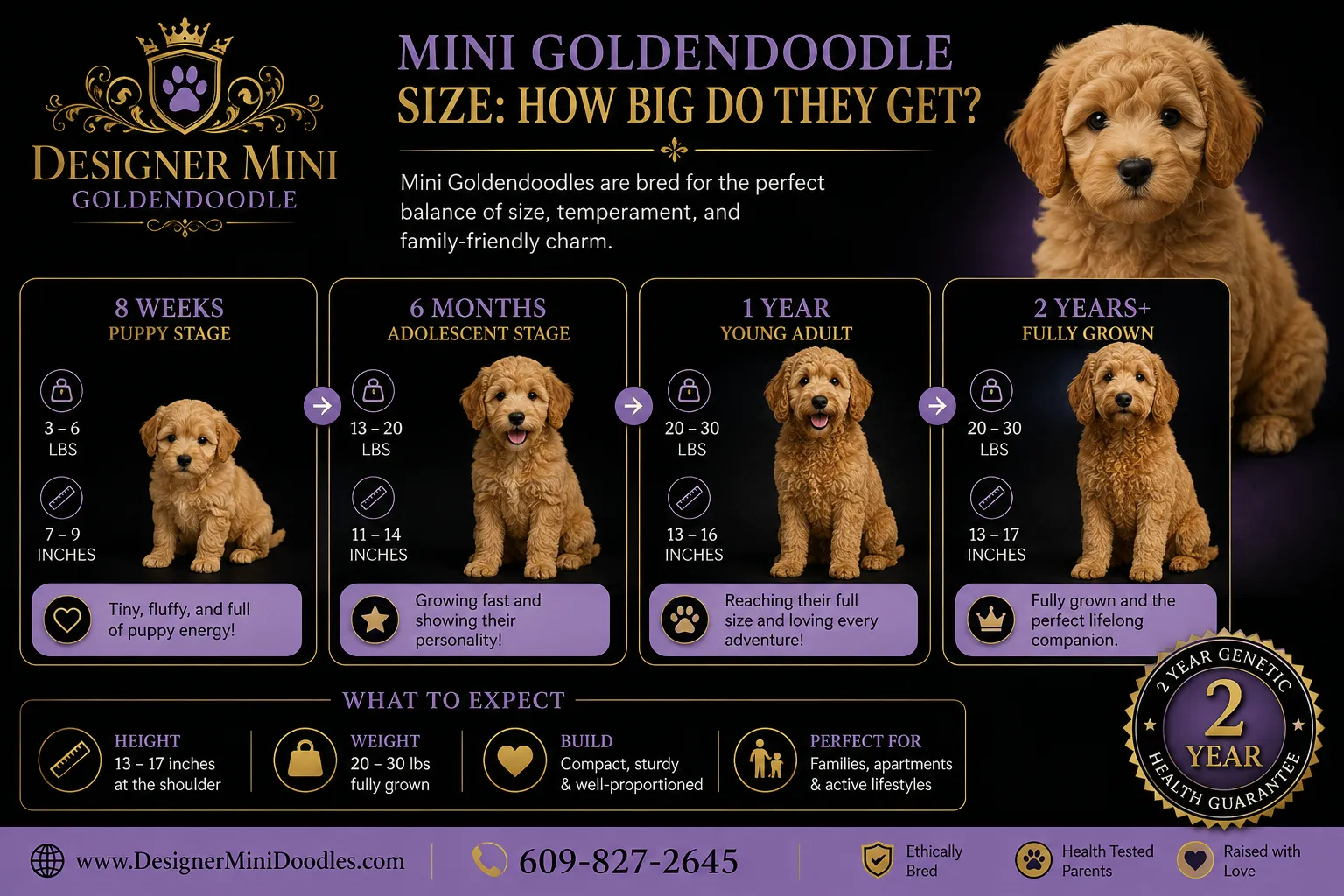 How Much Does a Mini Goldendoodle Cost in Orlando?