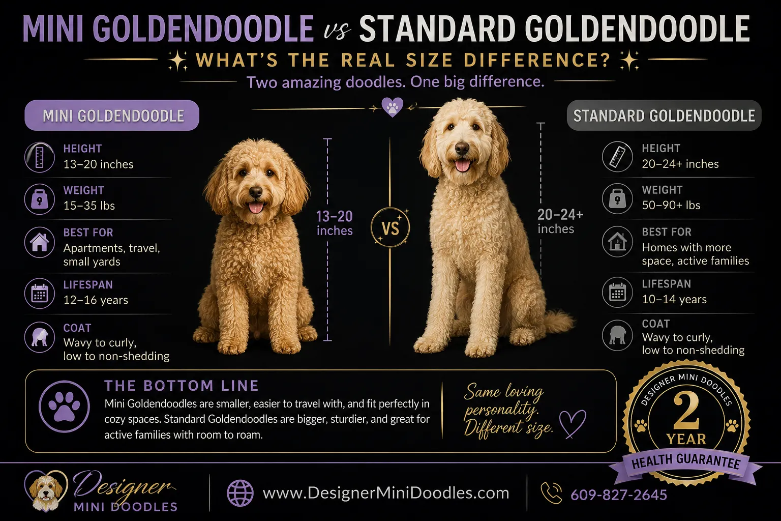 goldendoodle mini Texas
