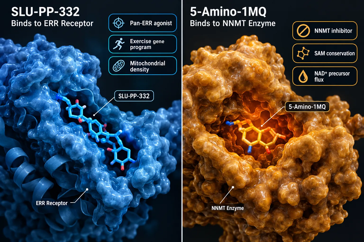 Why the SLU-PP-332 and 5-Amino-1MQ Combination Protocols Are Mechanistically Compelling