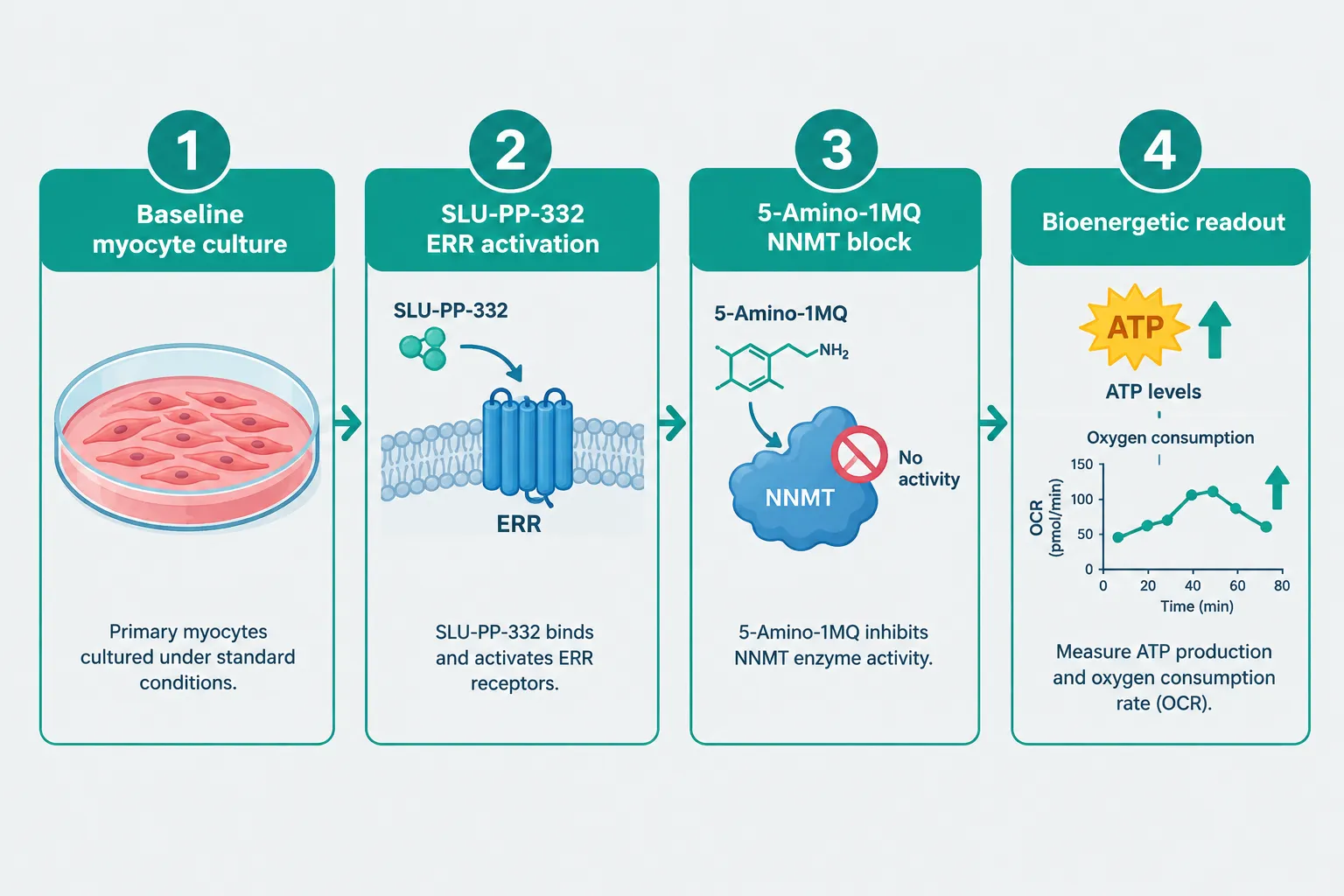 Protocol Design Considerations for Myocyte Model Research