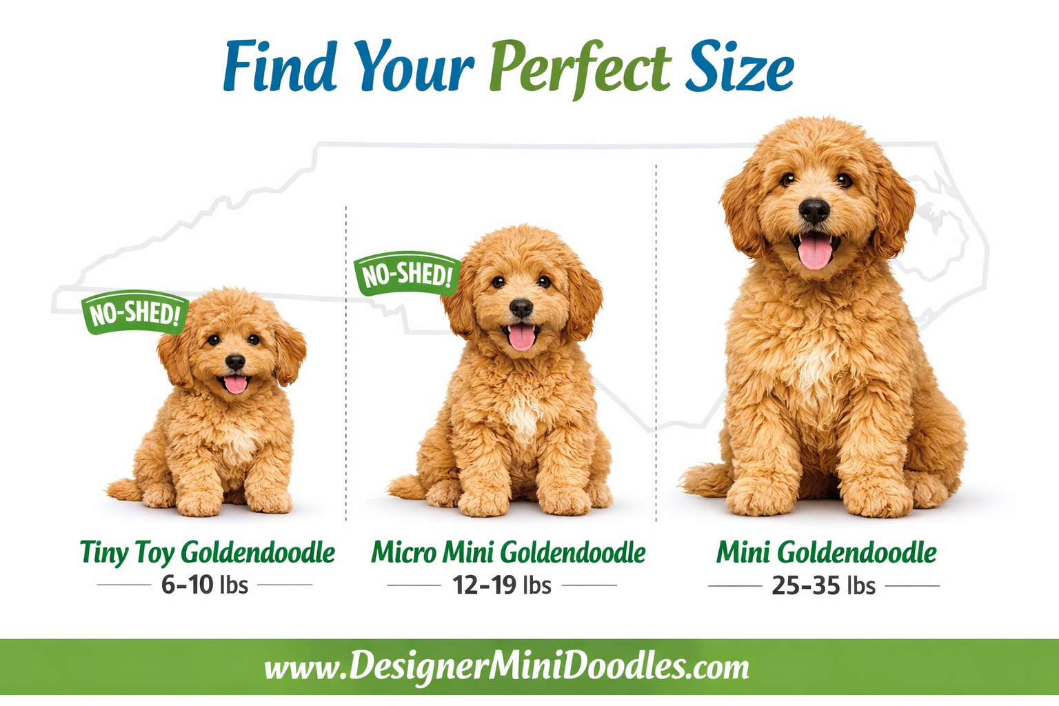 () showing an interactive size comparison infographic illustration of three goldendoodle puppies side by side: a tiny toy