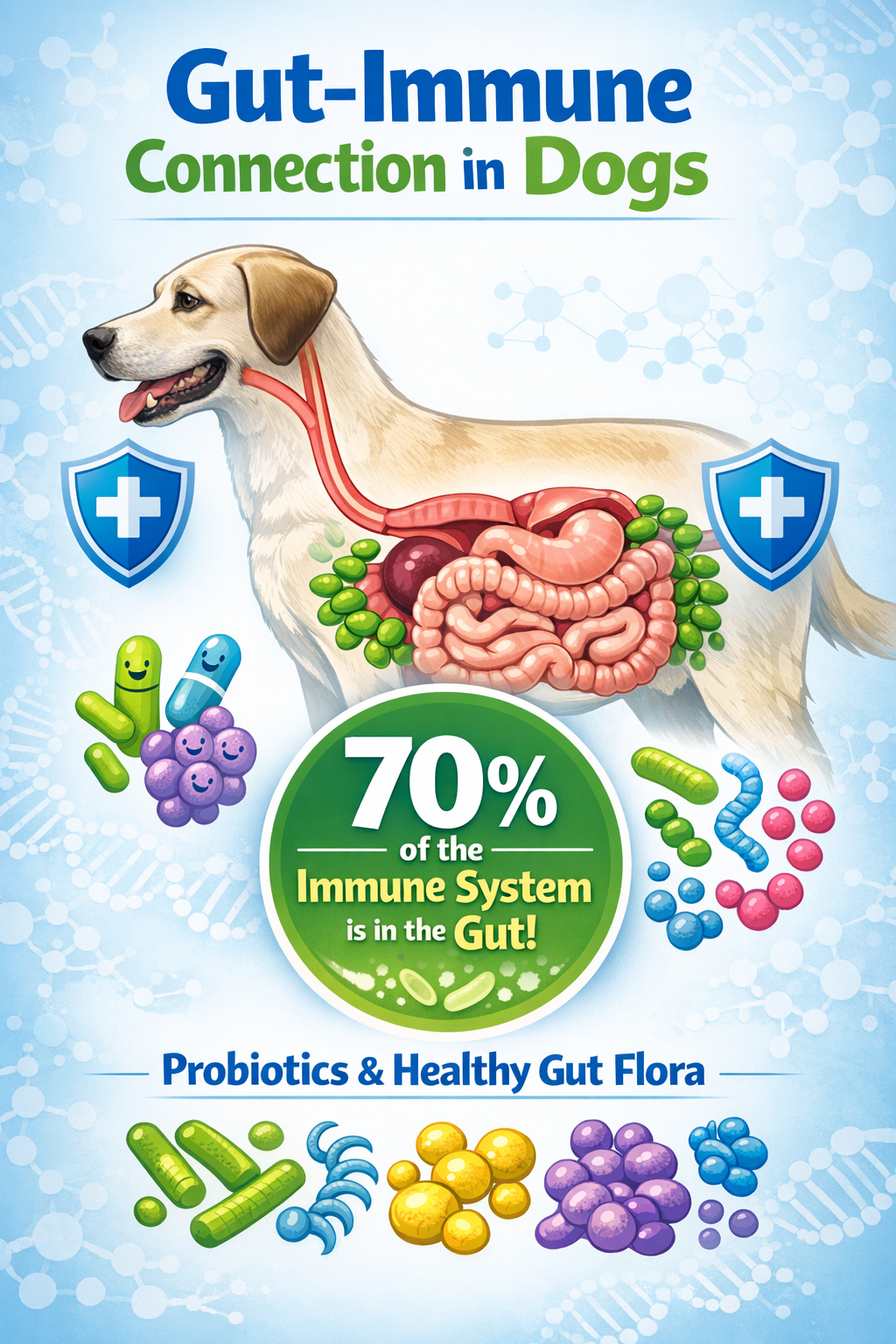 Portrait format (1024x1536) infographic showing gut-immune system connection in dogs, featuring anatomical illustration of canine digestive 