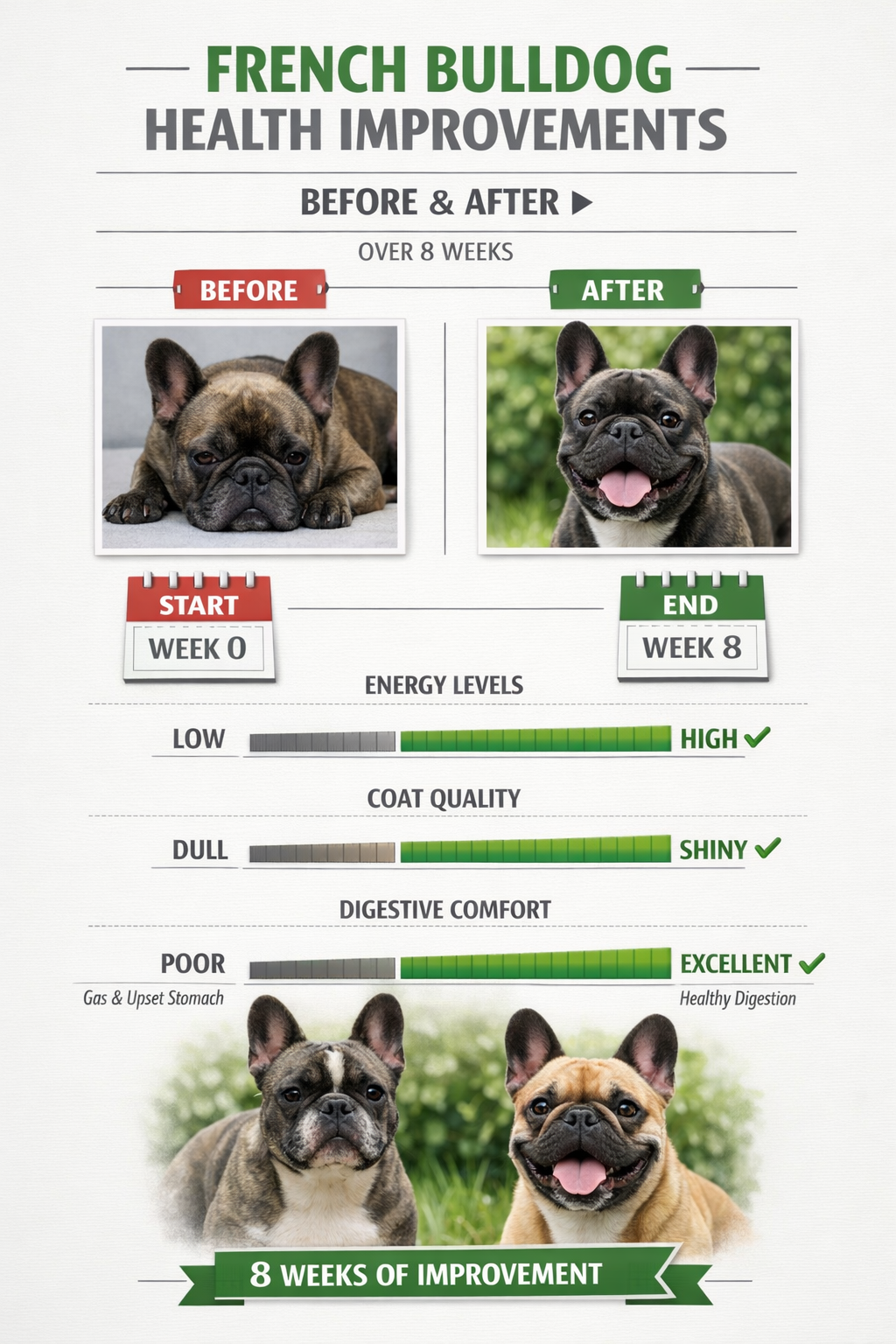 Portrait format (1024x1536) before and after comparison chart showing French Bulldog health improvements timeline, featuring energy levels, 