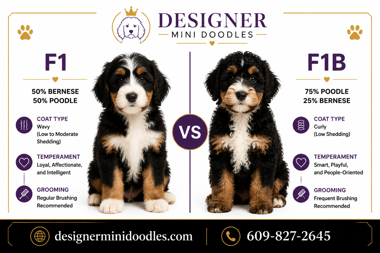 How Big Do Mini Bernedoodles Get When Fully Grown?