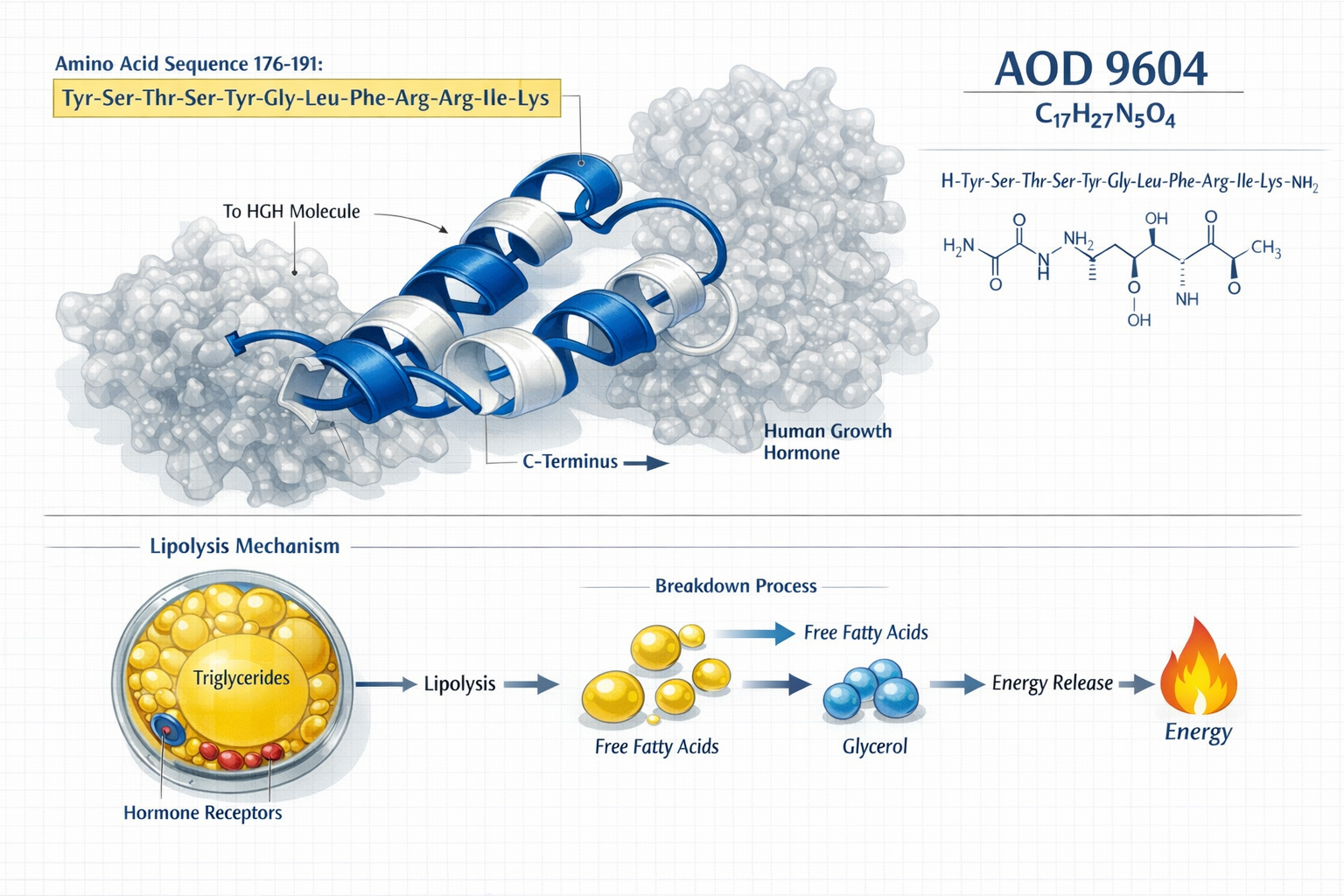Detailed scientific illustration (1536x1024) showing AOD 9604 peptide molecular structure with highlighted amino acid sequence 176-191, 3D r