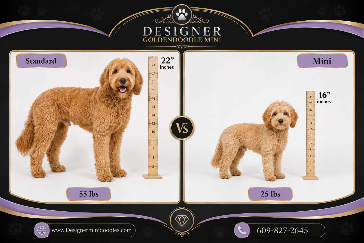 Mini Goldendoodle Breeders in Dallas Texas