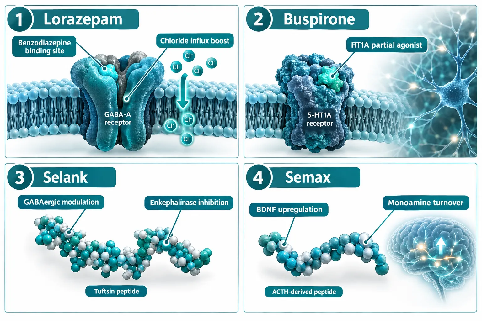Mechanistic Foundations: Where Lorazepam, Buspirone, and Peptides Diverge