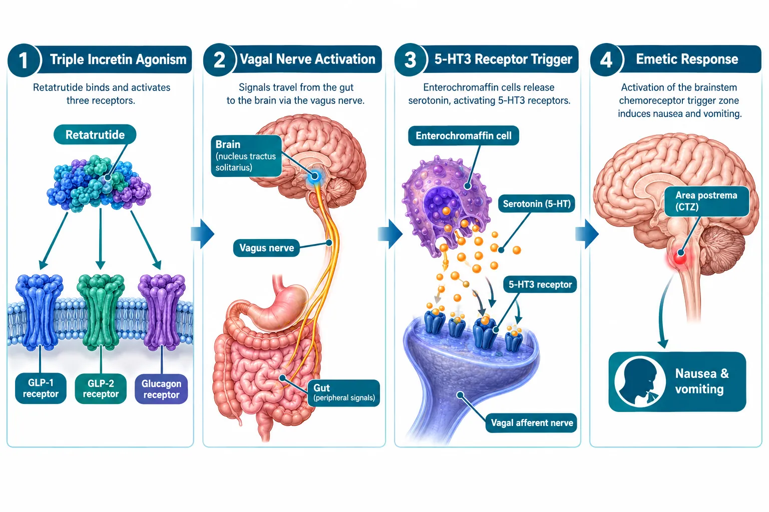 Understanding Retatrutide and Its GI Burden