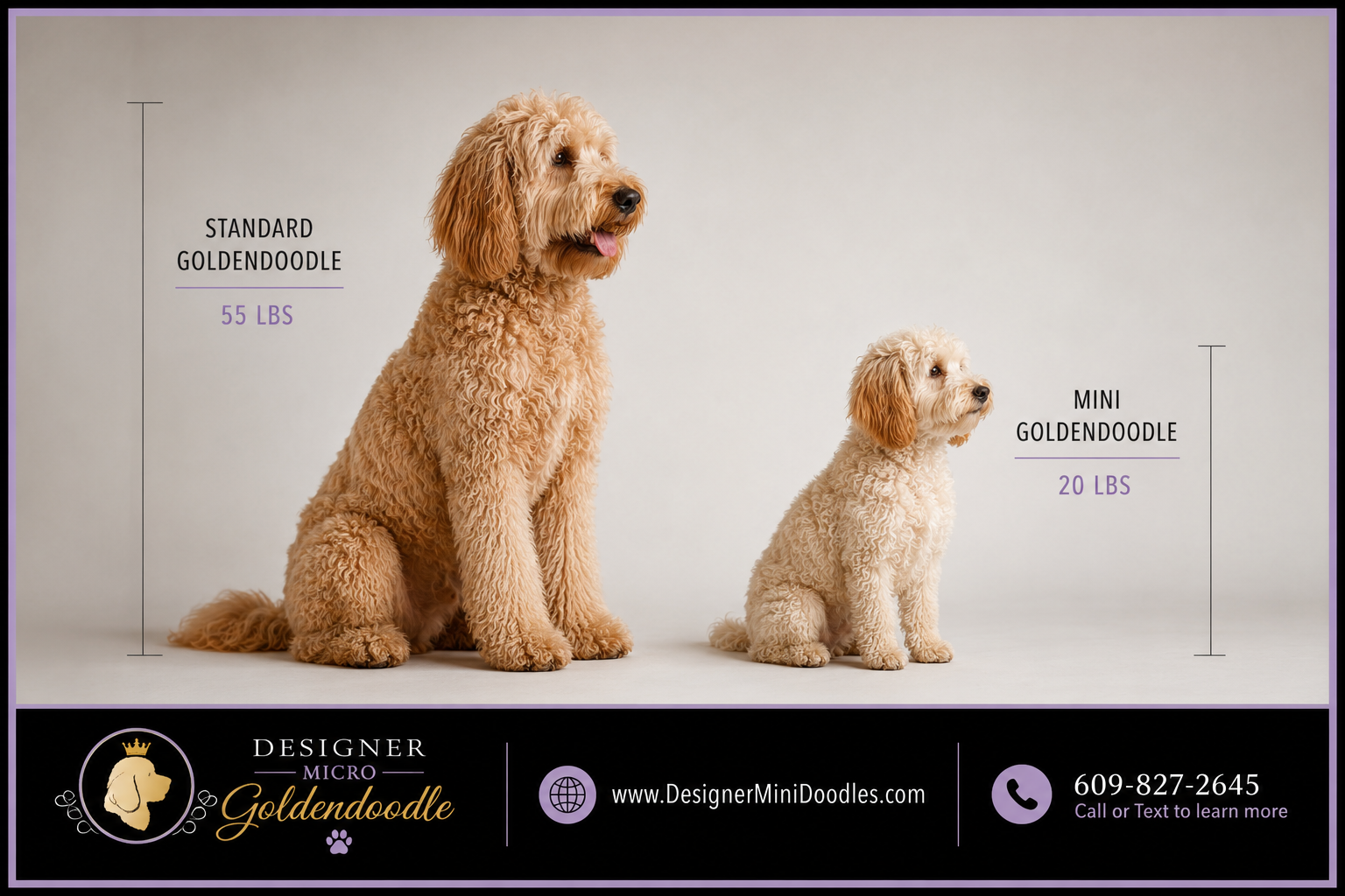 golden doodle mini breeders