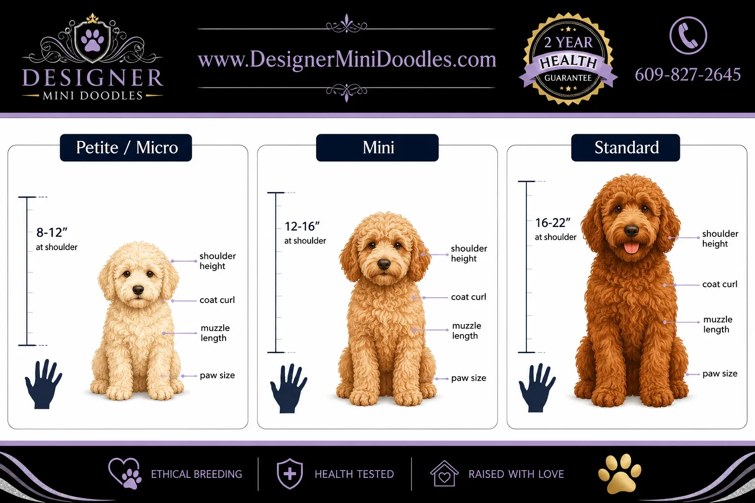 golden doodle mini Texas