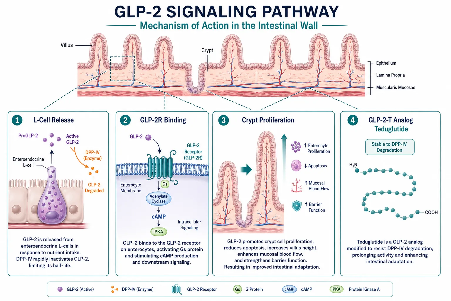 GLP-2 and GLP-2-T: Core Physiology in Gastrointestinal Research