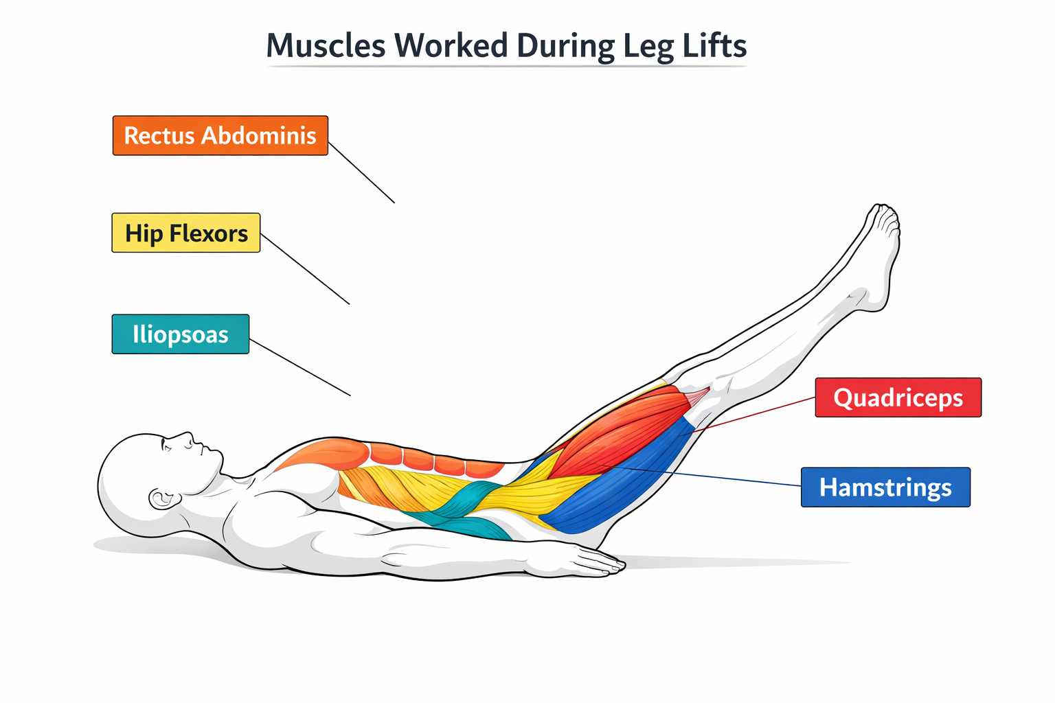 Anatomical diagram showing muscles worked during leg lifts: rectus abdominis, hip flexors, iliopsoas, quadriceps, and