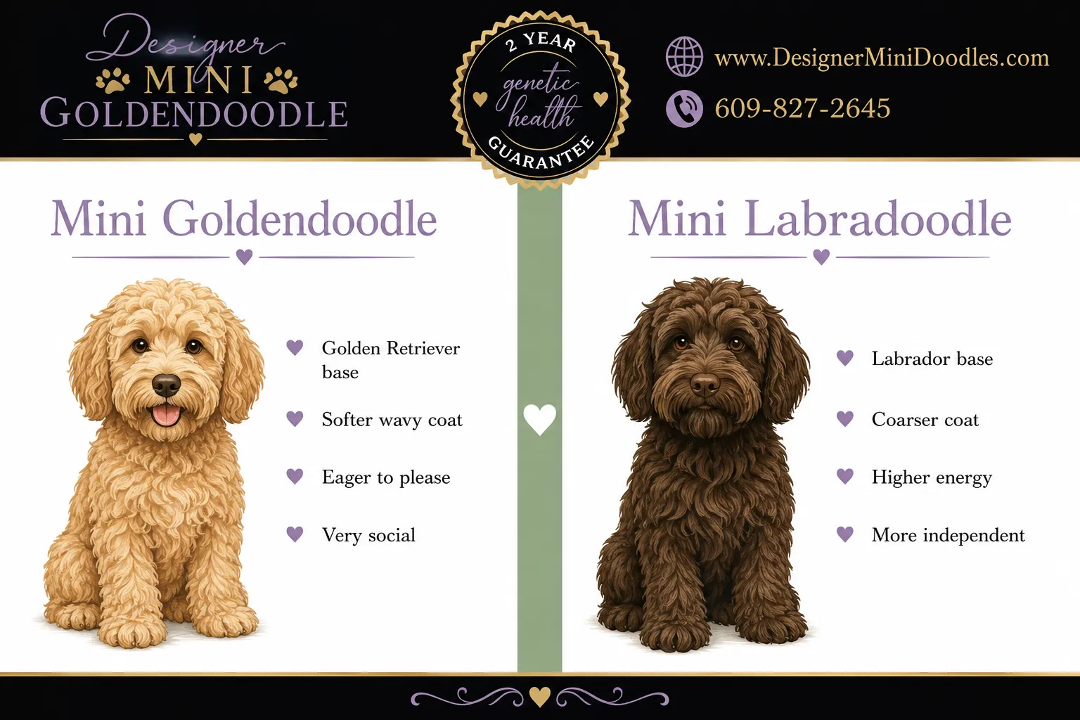 mini goldendoodle Delaware