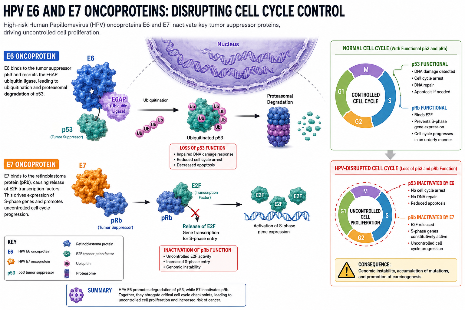 Detailed () scientific diagram showing HPV E6 and E7 oncoproteins as labeled molecular structures in blue and orange, with