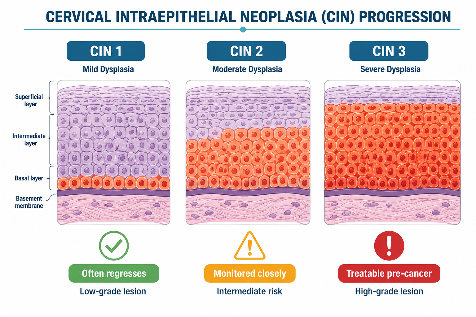 Detailed () anatomical body outline diagram on dark navy background showing six labeled HPV-related cancer sites highlighted