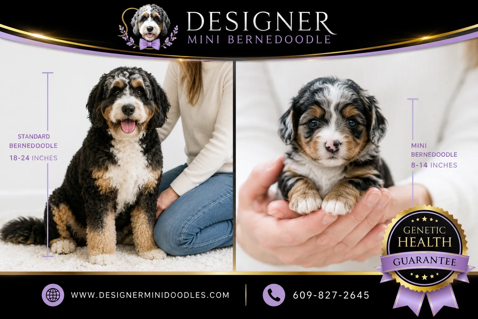 mini bernedoodle breeders West Chester