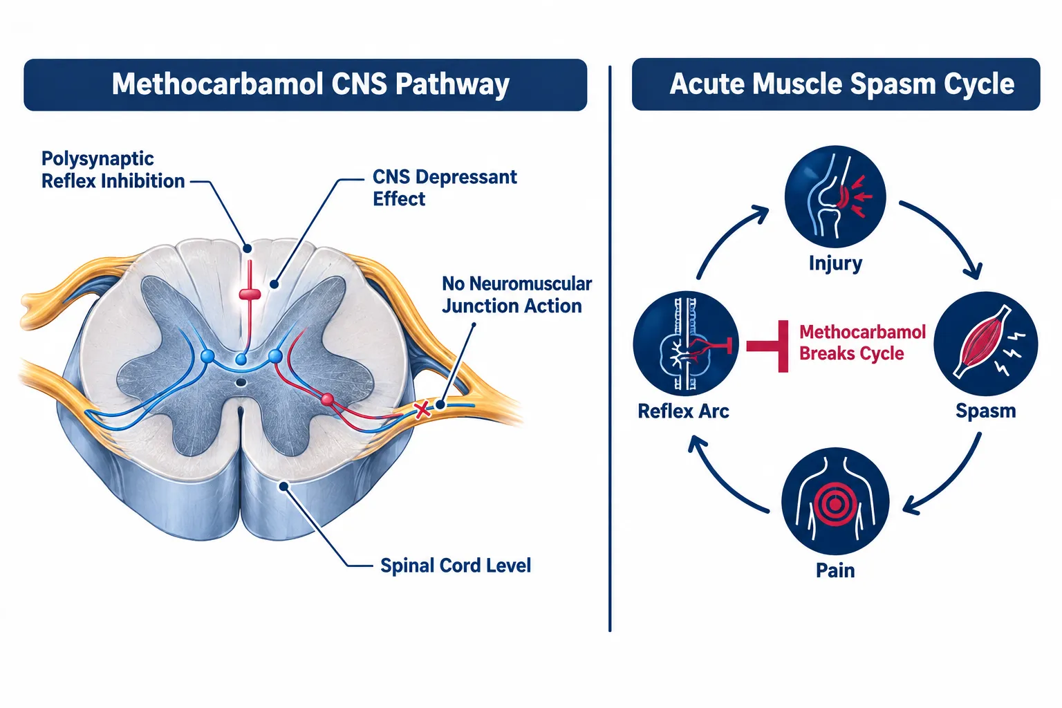 How Methocarbamol Works: Central Relaxation vs. Peripheral Repair
