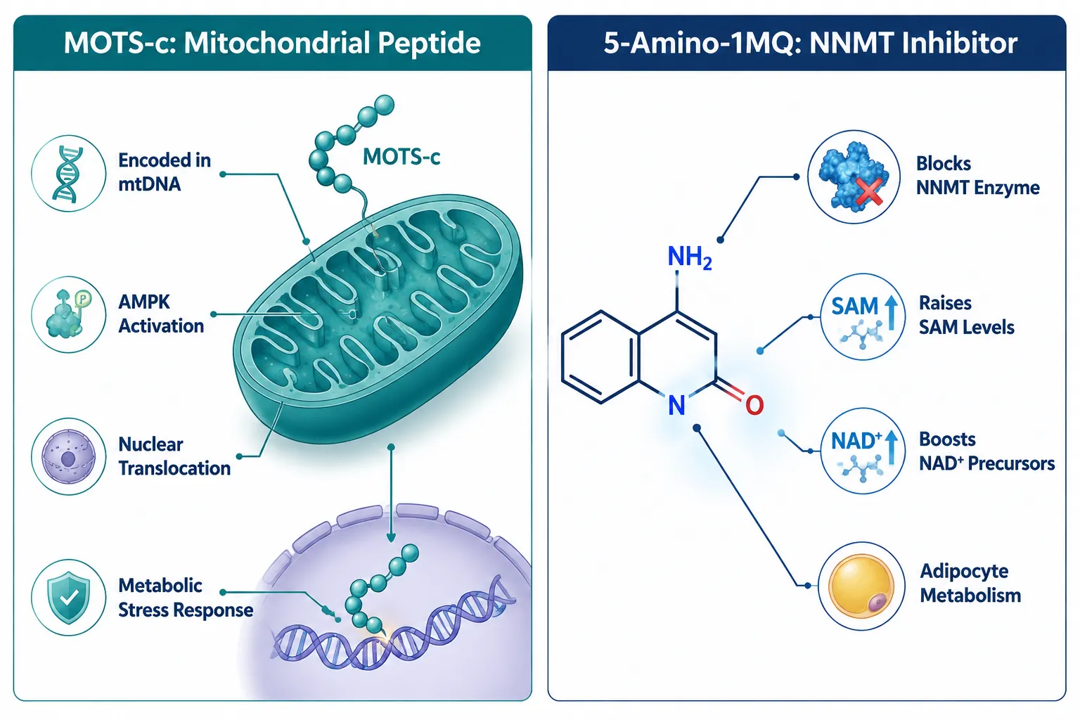 Molecular Identity: Peptide vs. Small-Molecule Inhibitor